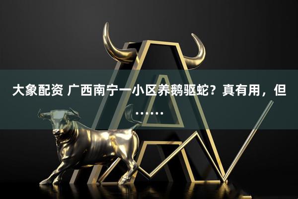 大象配资 广西南宁一小区养鹅驱蛇？真有用，但……